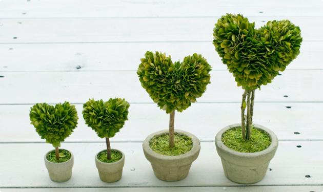 Heartshaped plant